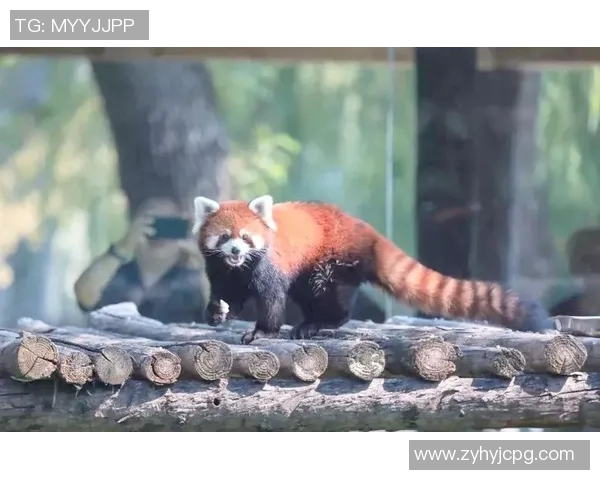 足球明星为何对可爱熊猫情有独钟的深层原因探讨